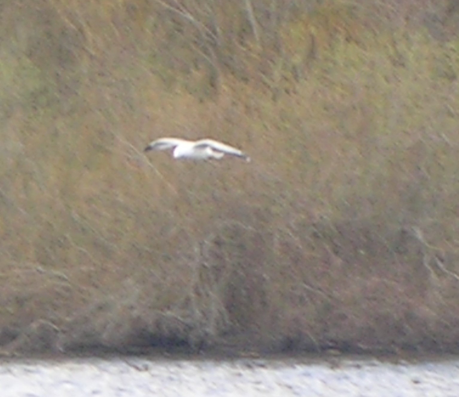 Short-billed Gull