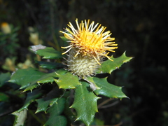 Anastraphia geigeliae