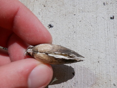 Venustaconcha ellipsiformis