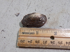 Venustaconcha ellipsiformis