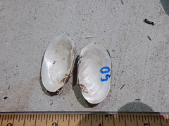 Venustaconcha ellipsiformis