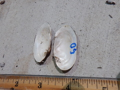 Venustaconcha ellipsiformis