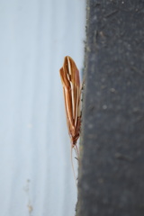 Psychoglypha bella