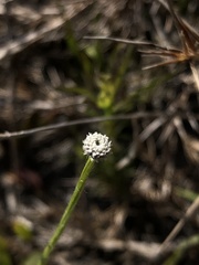 Lachnocaulon anceps