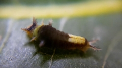 Graphium agamemnon