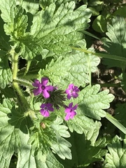 Glandularia polyantha