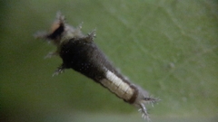 Graphium agamemnon