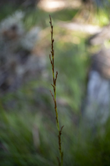 Gahnia radula