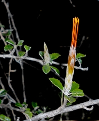 Anastraphia parvifolia