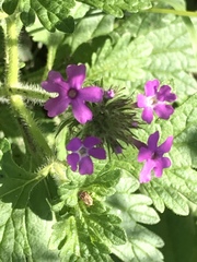 Glandularia polyantha