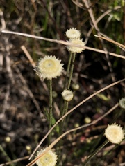 Lachnocaulon anceps