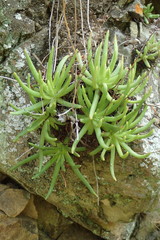 Dudleya viscida