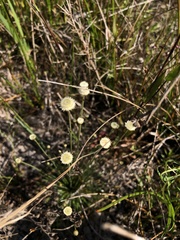 Lachnocaulon anceps