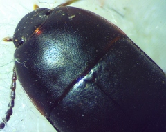 Gondwanocrypticus platensis