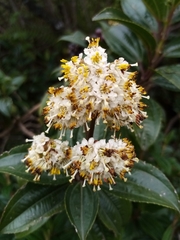 Miconia crocea