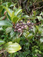 Miconia crocea