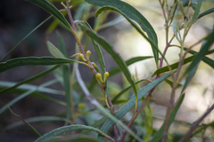 Eucalyptus pulchella