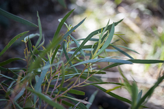 Eucalyptus pulchella