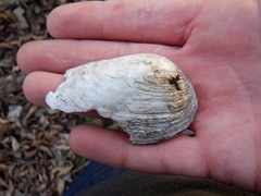 Venustaconcha ellipsiformis