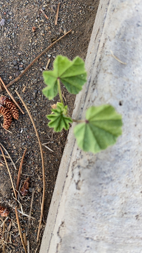 Malva parviflora observed 2021-04-08