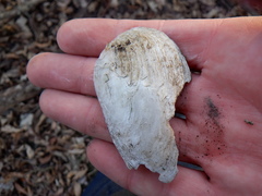 Venustaconcha ellipsiformis