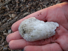 Venustaconcha ellipsiformis