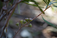 Eucalyptus pulchella