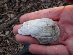 Venustaconcha ellipsiformis