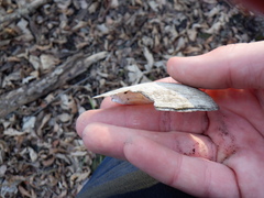 Venustaconcha ellipsiformis