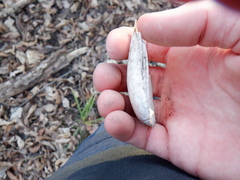 Venustaconcha ellipsiformis