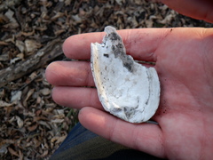 Venustaconcha ellipsiformis