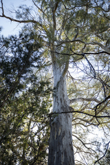 Eucalyptus pulchella