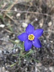 Giliastrum rigidulum