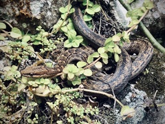 Alsophis rufiventris