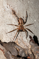 Ticopa