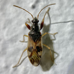 Pseudopamera nitidula