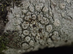 Pertusaria lecanina