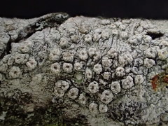Pertusaria lecanina