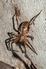 Ticopa