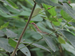 Anolis wellbornae