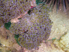 Fimbriaphyllia ancora