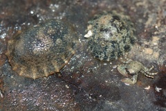 Onchidella nigricans