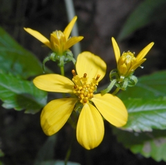 Bidens reptans