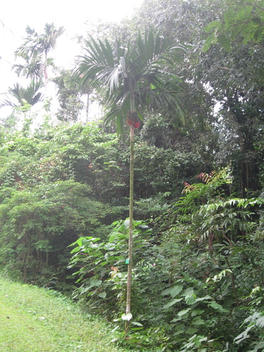 Ipot palm (Areca ipot)