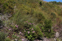 Pelargonium cucullatum strigifolium