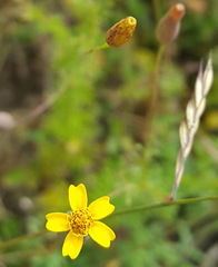 Tagetes subulata