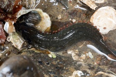 Acanthoclinus fuscus