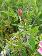 Rosa nitida