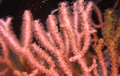 Melithaea