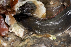 Acanthoclinus fuscus